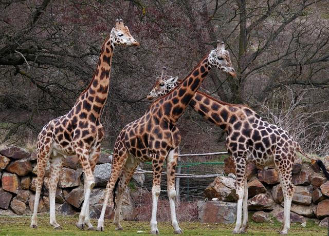 Available species: Spotted hyena (Crocuta crocuta), Black backed jackal (Canis mesomelas) / Giraffa camelopardalis giraffa(Cape giraffe)