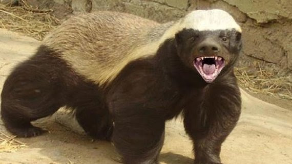 Available species: Honey badger (Mellivora capensis).
