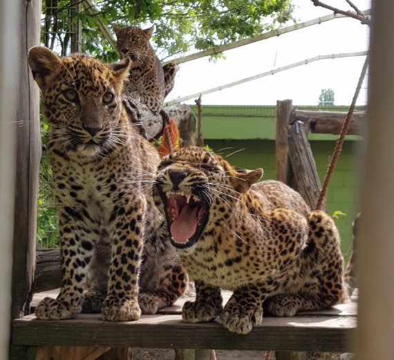 Available Species: Sri lanka leopards (Panthera pardus kotiya) & Chilean flamingos (Phoenicopterus chilensis).
