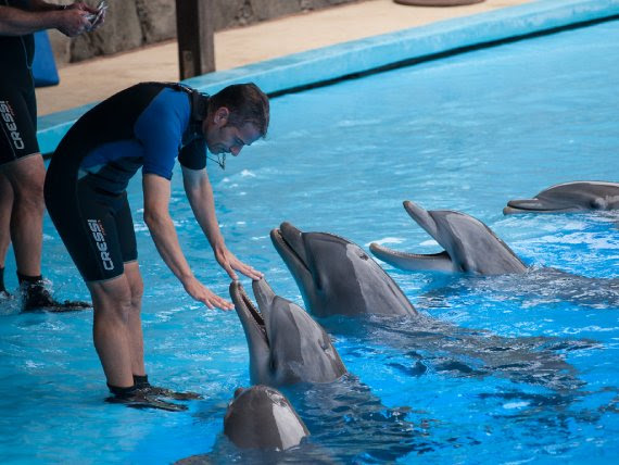 Available species: Bottle nosed dolphin (Tursiops truncatus).