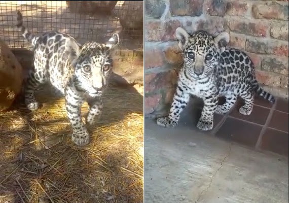 Available species: Jaguar (Panthera onca).