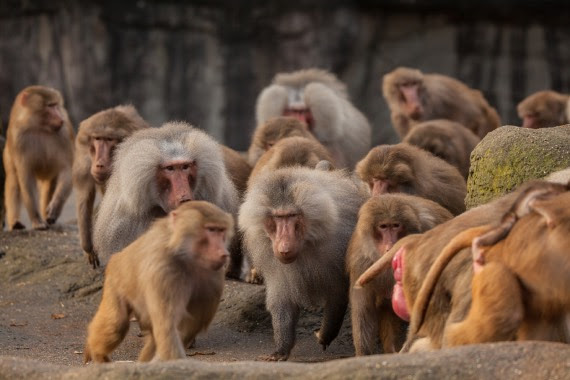Available species: Hamadryas baboons (Papio hamadryas)