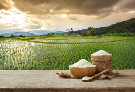 Thai rice