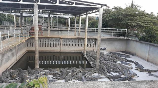 Crocodile farm for sale in Cambodia