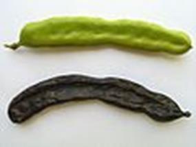 Locust bean