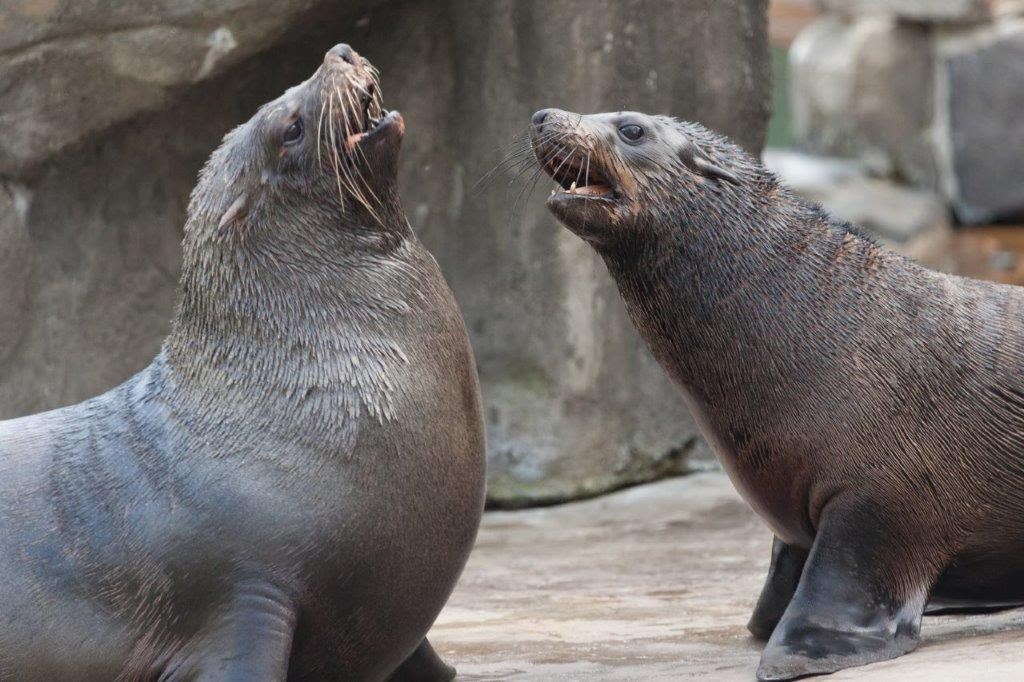 South American furseals (Arctocephalus australis)