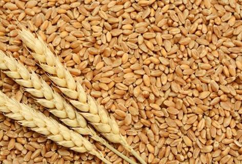 Wheat offer 