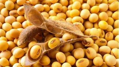   SPECIAL OFFERS SOJA DIRECTLY FROM THE BRAZILIAN PRODUCER
