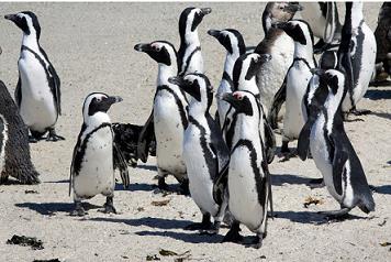Penguins available