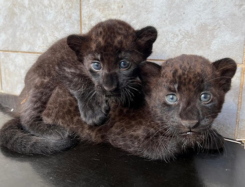 Black leopard
