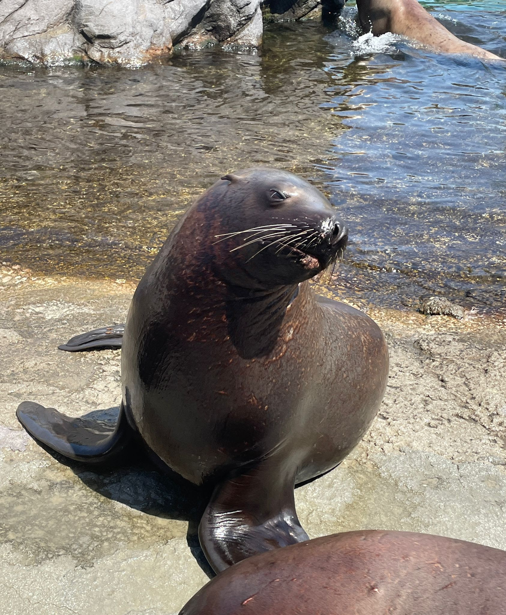 Stellers sealions