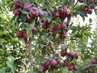FIRST CLASS APPLES