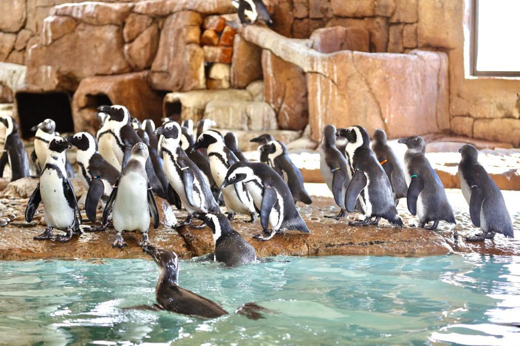 Available - Caribbean flamingos and Jackass penguins