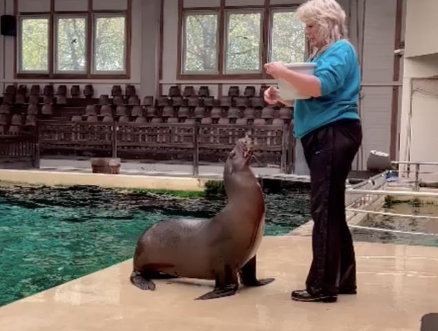 Surplus 7 trained Californian sealions