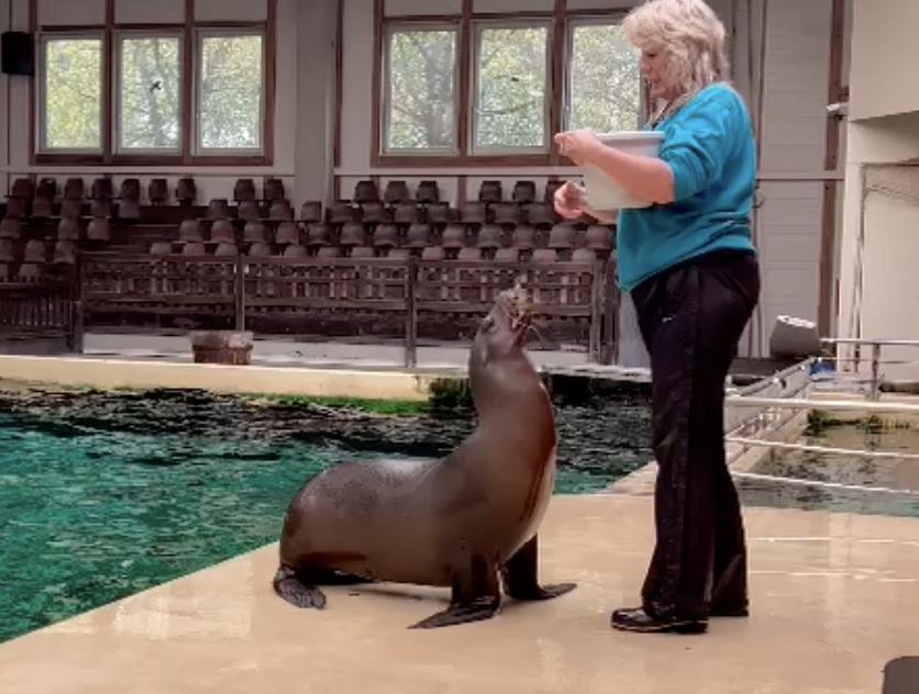 Available: group trained Californian Sealions (Zalophus californianus)