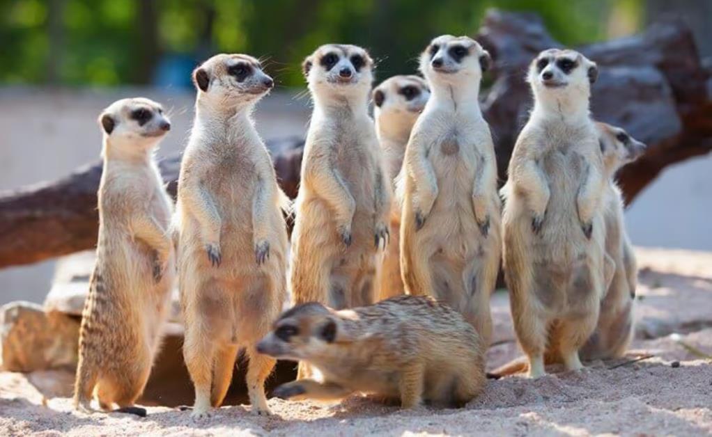 Slender tailed meerkat (Suricata suricatta)