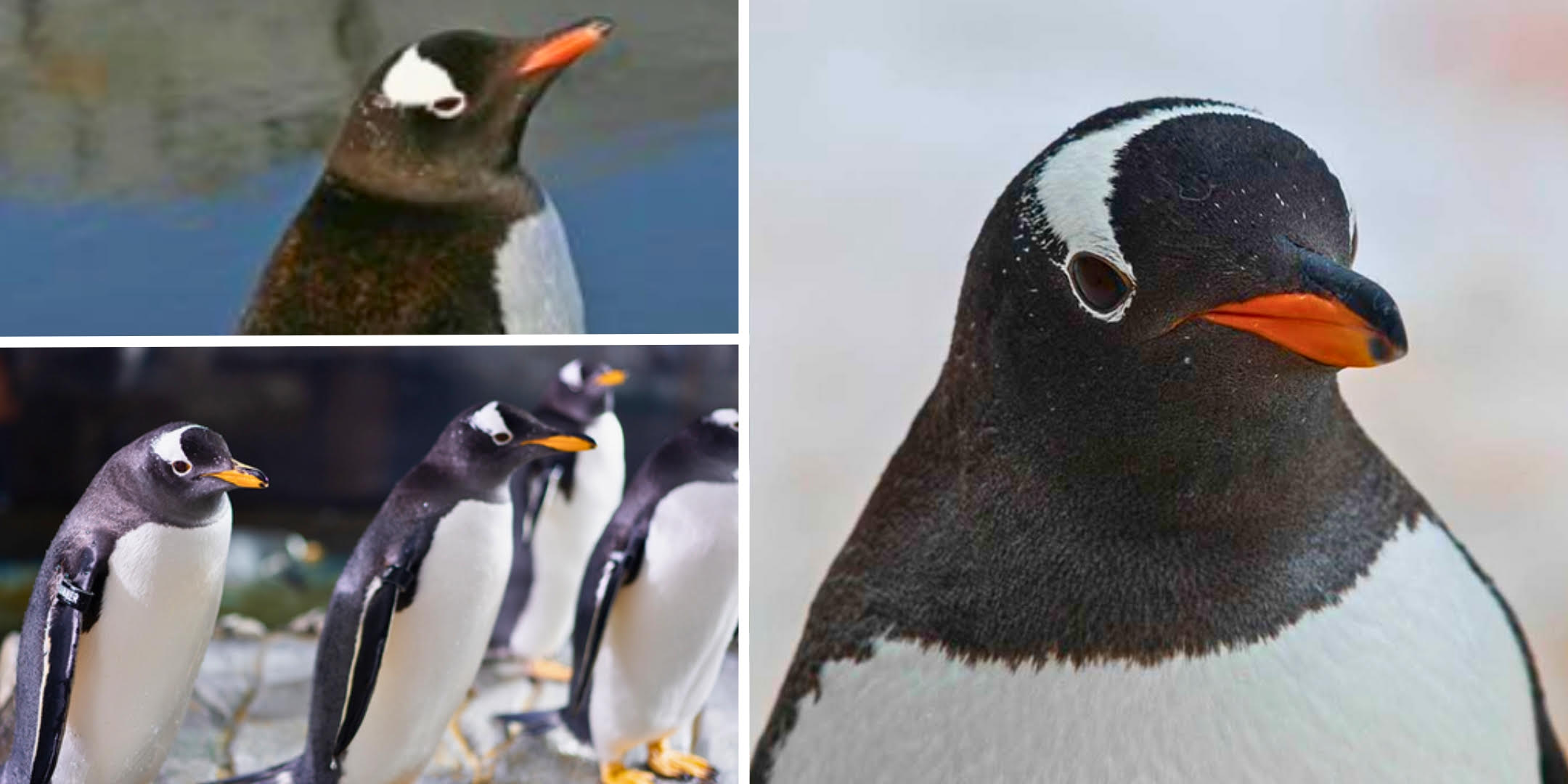 Available Gentoo penguins cb