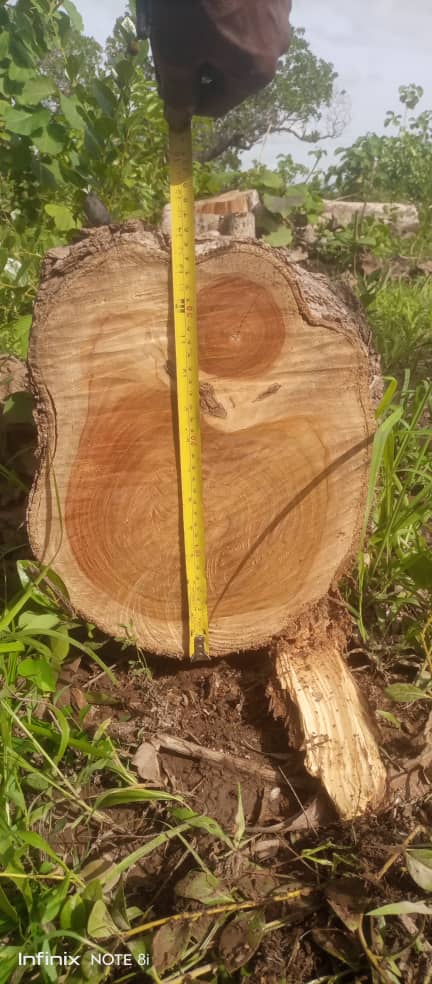 TEAK FOR SALE FOB GHANA- TEMA PORT