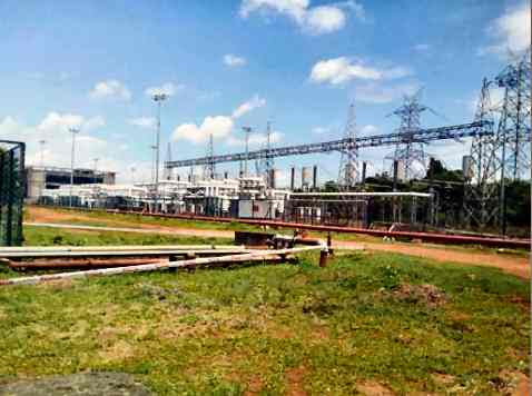 Some time ago we were offered this plant and were told it was sold 