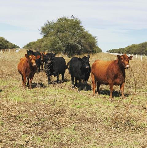 FOR SALE – RANCH / FARM IN LA PAMPA, ARGENTINA